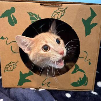 American Shorthair Cats Available for Adoption in Saint Charles, Missouri - Jimmy | PetCurious