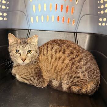 Domestic Short Hair Cats Available for Adoption in Indianapolis, Indiana - Sparrow | PetCurious