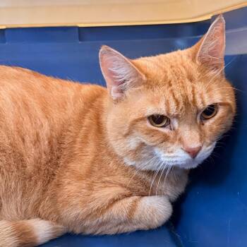 Pudge -  Domestic Short Hair Cat for Adoption in Evansville, Indiana - Pudge | PetCurious