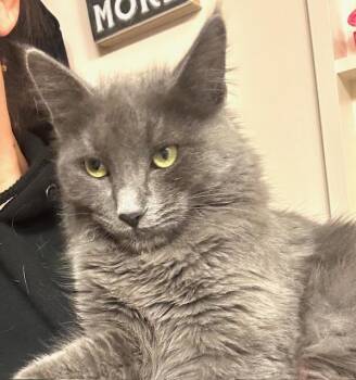 Rescue Russian Blue Cats for Adoption in Los Angeles, California - Wolfie (GF) | PetCurious