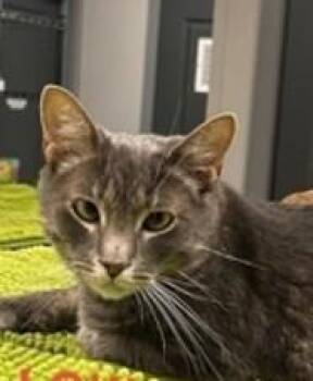 Loki -  Domestic Short Hair Cat for Adoption in Wayne, New Jersey - Loki | PetCurious