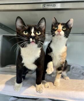 Rescue Domestic Short Hair Cats for Adoption in San Francisco, California - KRYPTO | PetCurious