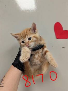 Domestic Short Hair Cats Available for Adoption in Ontario, California - AMOS - IN FOSTER | PetCurious