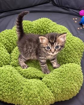 Luke & Leah BONDED -  Maine Coon and Domestic Medium Hair Cat for Adoption in Boca Raton, Florida - Luke & Leah BONDED | PetCurious
