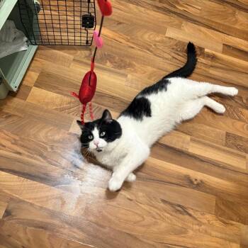 Domestic Short Hair Cats Available for Adoption - Big Mac | PetCurious
