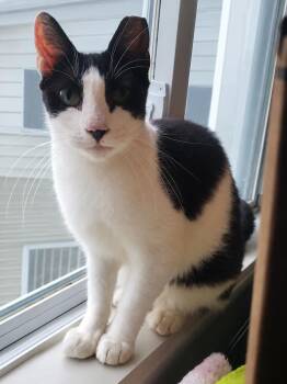 Brady -  Domestic Short Hair Cat for Adoption in Lemoyne, Pennsylvania - Brady | PetCurious