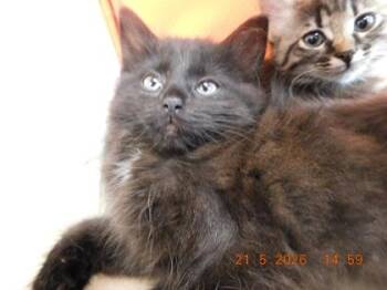 Norwegian Forest Cat and Domestic Short Hair Cats Available for Adoption in North Richland Hills, Texas - Dot | PetCurious