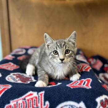 Jedi--In Foster -  Domestic Short Hair Cat for Adoption in Fargo, North Dakota - Jedi--In Foster | PetCurious