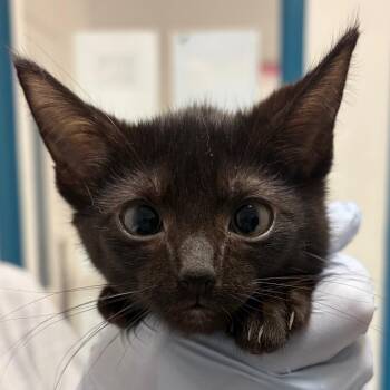 Francesca -  Domestic Short Hair Cat for Adoption in Nashville, Tennessee - Francesca | PetCurious