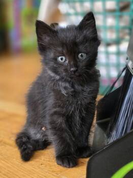 Houdini -  Domestic Medium Hair Cat for Adoption in Trenton, New Jersey - Houdini | PetCurious