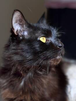 Domestic Medium Hair Cats Available for Adoption - Lucky | PetCurious