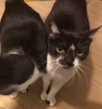 Smudge, Sugar & Spooky Willis   Courtesy Post  972 571 4123 -  Domestic Short Hair Cat for Adoption in Dallas, Texas - Smudge, Sugar & Spooky Willis   Courtesy Post  972 571 4123 | PetCurious