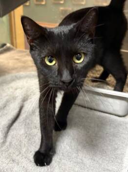 KitKat -  Domestic Short Hair Cat for Adoption in Little Rock, Arkansas - KitKat | PetCurious