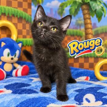 Rogue -  Domestic Short Hair Cat for Adoption in Quincy, Ohio - Rogue | PetCurious