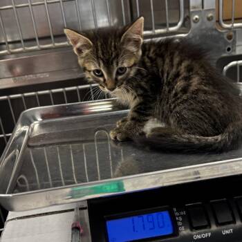 Blynken -  Domestic Short Hair Cat for Adoption in Saint Joseph, Missouri - Blynken | PetCurious