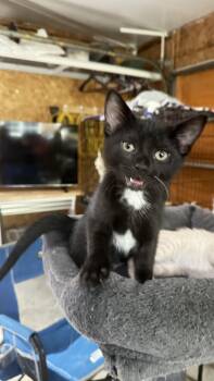 Mopsy -  Domestic Short Hair Cat for Adoption in Monticello, Indiana - Mopsy | PetCurious