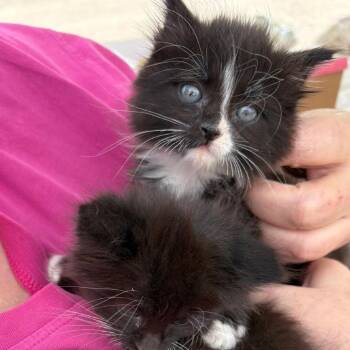 Molly Lou -  Domestic Long Hair Cat Available for Adoption in Mondovi, Wisconsin - Molly Lou | PetCurious