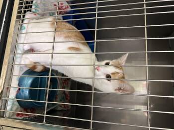 Finnian -  Oriental Short Hair Cat for Adoption in Sparta, North Carolina - Finnian | PetCurious