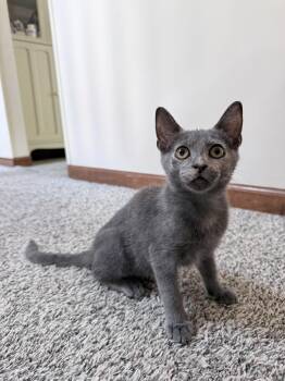Caddie -  Domestic Short Hair Cat for Adoption in Saint Charles, Missouri - Caddie | PetCurious
