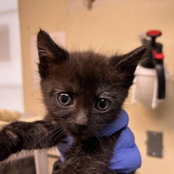 Jiji -  Domestic Short Hair Cat for Adoption in Pasadena, California - Jiji | PetCurious