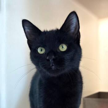 Patches -  Domestic Short Hair Cat for Adoption in Harrisonburg, Virginia - Patches | PetCurious