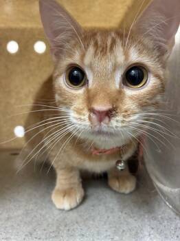 Domestic Short Hair Cats Available for Adoption - NEIL DEGRASSE TYSON | PetCurious