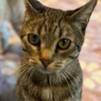 Rescue Domestic Short Hair Cats for Adoption in Warr Acres, Oklahoma - Tangle | PetCurious