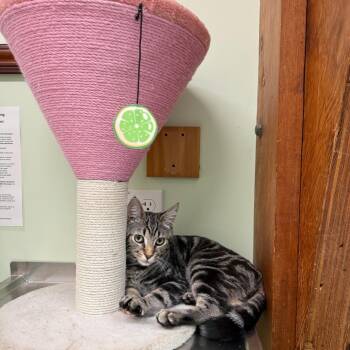 Siamese and Tabby Cats Available for Adoption - Brimstone | PetCurious