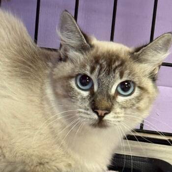 Rescue Domestic Medium Hair and Siamese Cats for Adoption in Redwood Valley, California - Sunkissed | PetCurious