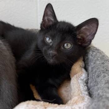 Domestic Short Hair Cats Available for Adoption - Brogue | PetCurious