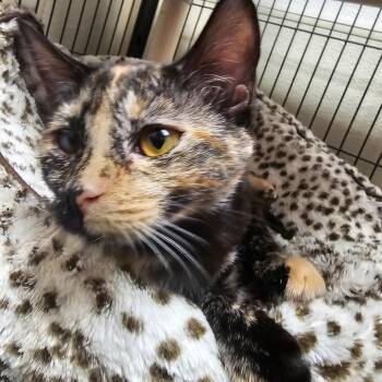Waffle -  Domestic Short Hair Cat for Adoption in Columbus, North Carolina - Waffle | PetCurious