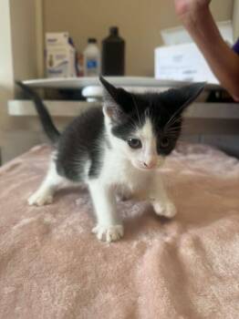 Gabby -  Domestic Short Hair Cat for Adoption in Marion, Ohio - Gabby | PetCurious