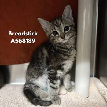 BREADSTICK -  Domestic Short Hair Cat for Adoption - BREADSTICK | PetCurious