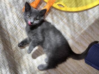 Domestic Short Hair and Russian Blue Cats Available for Adoption in Hartville, Ohio - Sage | PetCurious