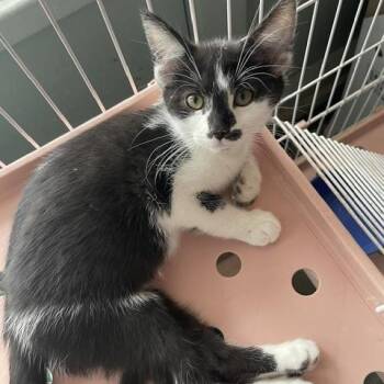 Spot -  Domestic Short Hair Cat for Adoption in Dayton, Ohio - Spot | PetCurious