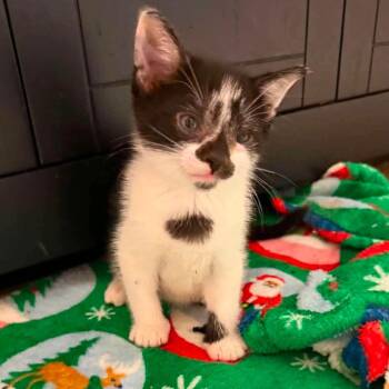 Razzle -  Domestic Short Hair Cat for Adoption in Wichita, Kansas - Razzle | PetCurious