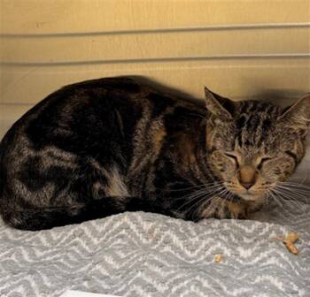 ANNIE OAKLEY -  Domestic Short Hair Cat for Adoption in Tustin, California - ANNIE OAKLEY | PetCurious