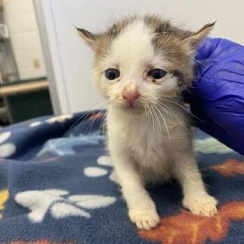 Syrup -  Domestic Short Hair and Mixed Breed Cat for Adoption in Spruce Pine, North Carolina - Syrup | PetCurious