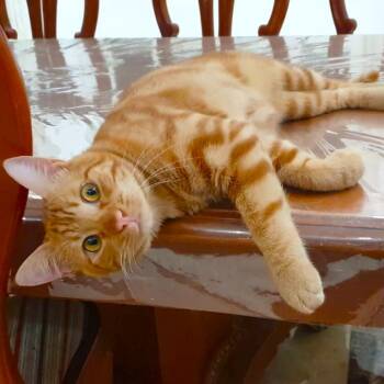 Rescue Egyptian Mau Cats for Adoption in Mississauga, Ontario - Dream Habeeb | PetCurious