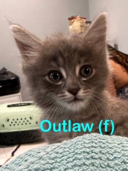 Rescue Domestic Long Hair Cats for Adoption in New Bern, North Carolina - OUTLAW Kitten | PetCurious