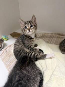 Miso -  Domestic Short Hair Cat for Adoption in Fairfax, Virginia - Miso | PetCurious