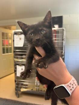 Flag -  Domestic Short Hair Cat for Adoption in Mineral, Virginia - Flag | PetCurious