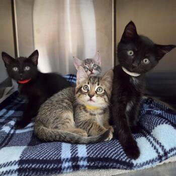 Waluigi -  Domestic Short Hair Cat for Adoption in Woodinville, Washington - Waluigi | PetCurious