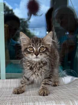 Pepper -  Domestic Medium Hair Cat for Adoption in Kingsland, Georgia - Pepper | PetCurious