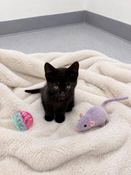 Andouille -  Domestic Long Hair Cat for Adoption in Orland Hills, Illinois - Andouille | PetCurious