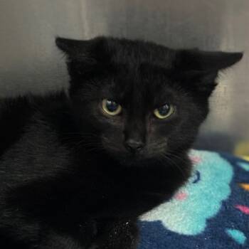 Rescue Domestic Short Hair Cats for Adoption in Lakeland, Florida - Cosmic | PetCurious