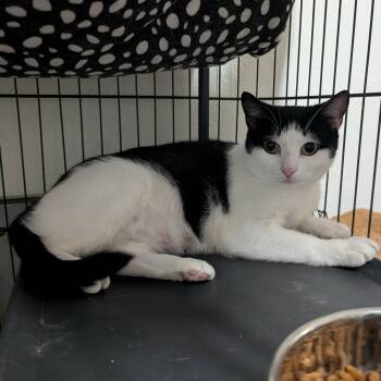 Bonnie -  Domestic Short Hair Cat for Adoption in Bellmawr, New Jersey - Bonnie | PetCurious