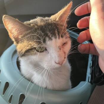 CONSTANZA -  Domestic Short Hair Cat for Adoption in Indianapolis, Indiana - CONSTANZA | PetCurious