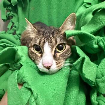 Domestic Short Hair Cats Available for Adoption in Brea, California - Louise | PetCurious
