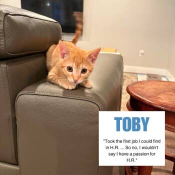 Toby Swenson -  Domestic Short Hair Cat for Adoption in Eagle Mountain, Utah - Toby Swenson | PetCurious